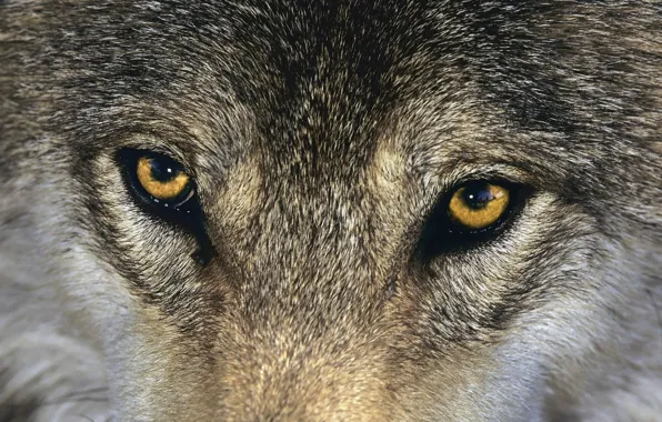 Picture animals, eyes, mammal, animal themes, one animal, brown wolf