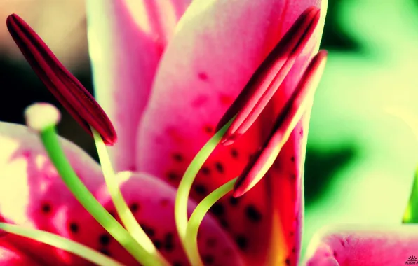 Flower, Lily, stamen
