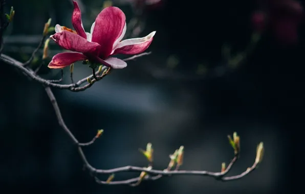 Flowers, sprig, pink, one, kidney