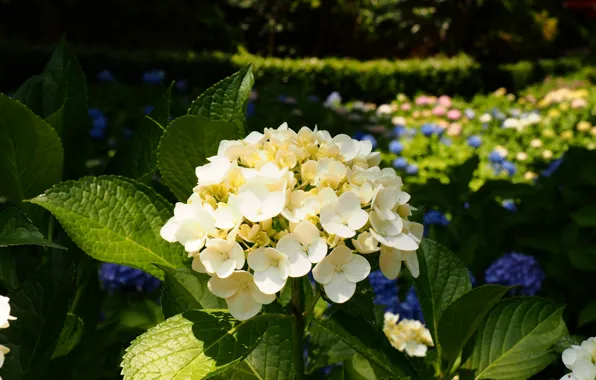 Flower, Bush, Flowering, Hydrangea