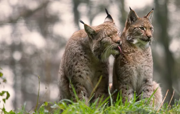 Nature, lynx, Harmony