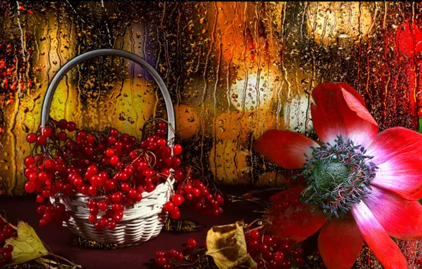 Flower, drops, rain, Berry, Kalina