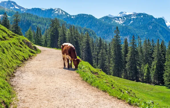 Road, greens, field, forest, mountains, cow, slope, Alps