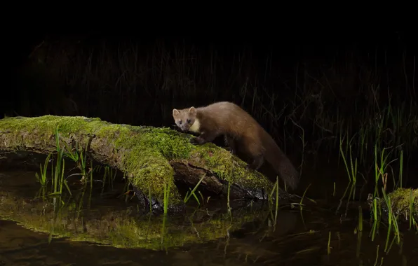 Picture grass, look, trees, night, nature, pose, pond, darkness