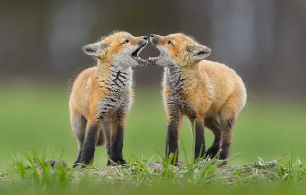 Mouth, Fox, a couple, cubs