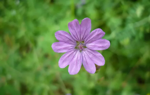 Picture Macro, Flower, Bokeh, Bokeh, Macro, Lilac flower