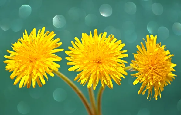 Picture macro, dandelion, Shine, petals, stem, Blik