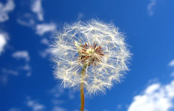 Picture the sky, clouds, dandelion