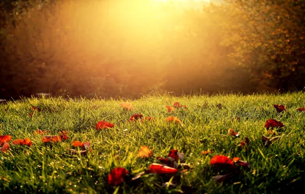 Autumn, grass, leaves, light, nature, Rosa, Park, glade