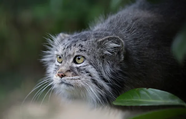 Picture look, manul, Pallas Cat