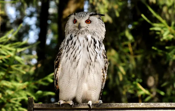 Tree, bird, Owl