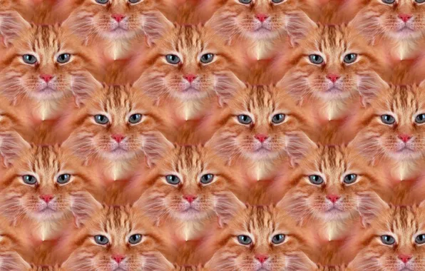 Cat, cat, texture, red, pussy, Ginger