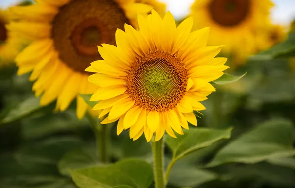 Summer, leaves, sunflowers, flowers, yellow, sunflower, yellow, garden