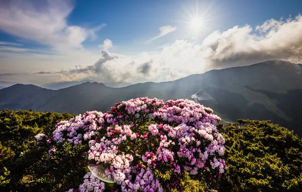 Flowers, mountains, fog, hills, the slopes, view, beauty, spring