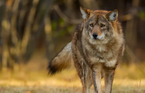 Predator, hybrid, Kovac