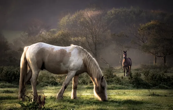 Picture autumn, fog, morning, horse, pasture