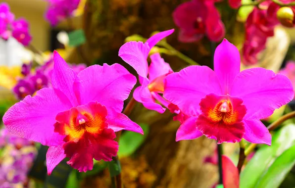 Macro, nature, plant, petals, Orchid
