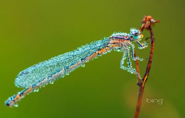 Drops, green, Rosa, dragonfly