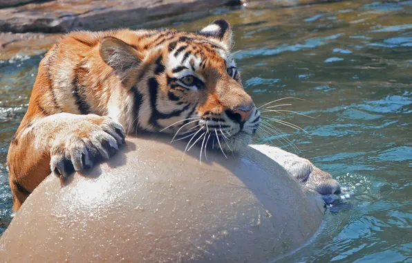 Picture cat, water, tiger, the game, the ball, bathing, Amur