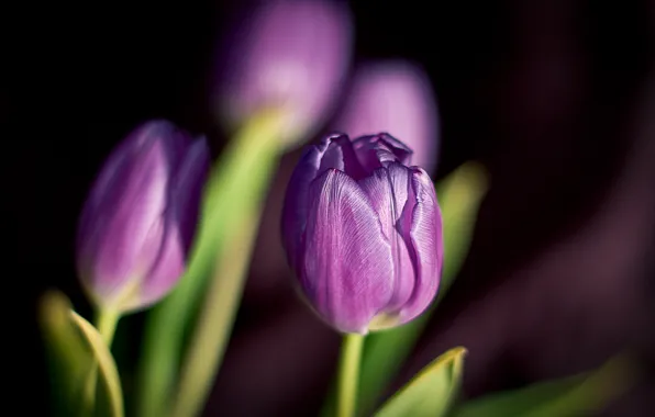 Flowers, spring, petals, purple, tulips