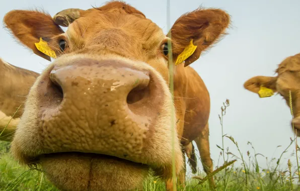 Picture face, cow, cattle