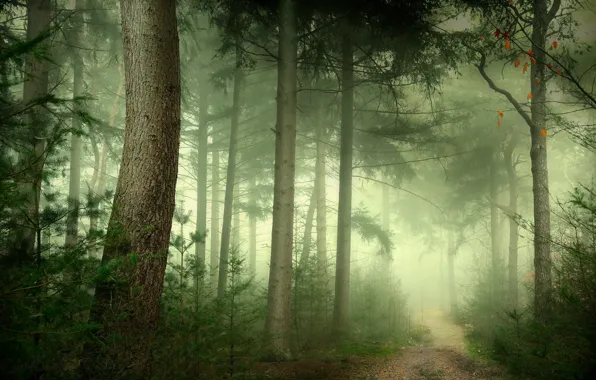 Picture forest, trees, branches, fog, trunk, alley, path, pine