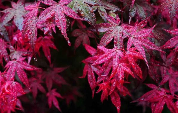 Picture autumn, leaves, drops, macro, Rosa, the crimson