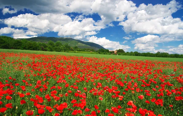 Summer, the sky, clouds, flowers, blue, hills, Maki, dal