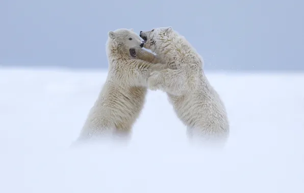 Picture bears, white, two, polar, fight