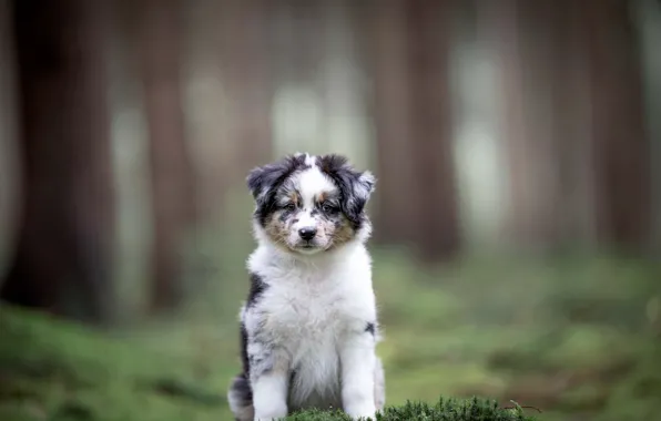 Look, dog, blur, puppy, face, Mini Aussie, Miniature American Shepherd