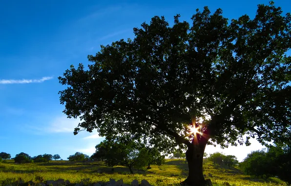 Picture landscape, nature, tree