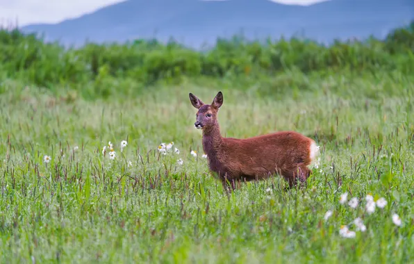 Greens, field, summer, grass, flowers, mountains, spring, deer