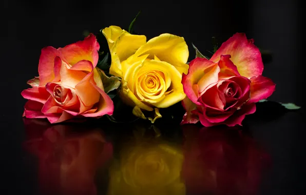 Picture flowers, reflection, the dark background, bright, roses, three, trio, buds