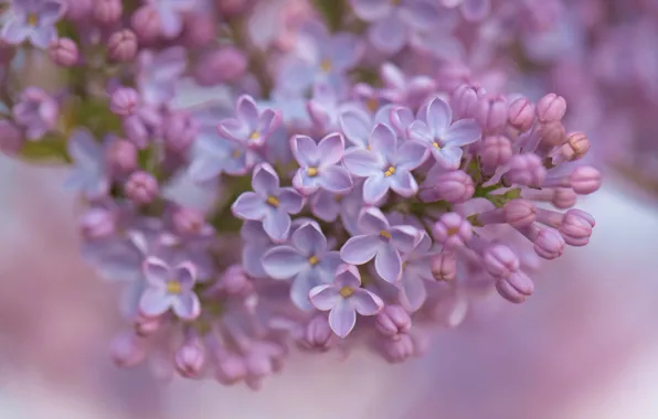 Macro, bunch, lilac, inflorescence