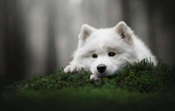 Look, nature, pose, moss, portrait, dog, puppy, lies