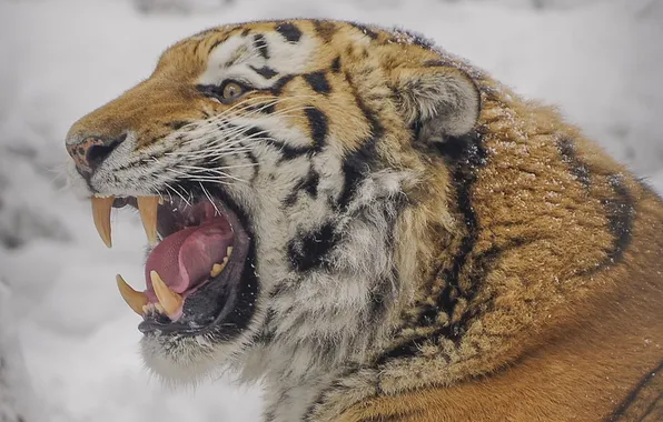 Picture tiger, snow, teeth