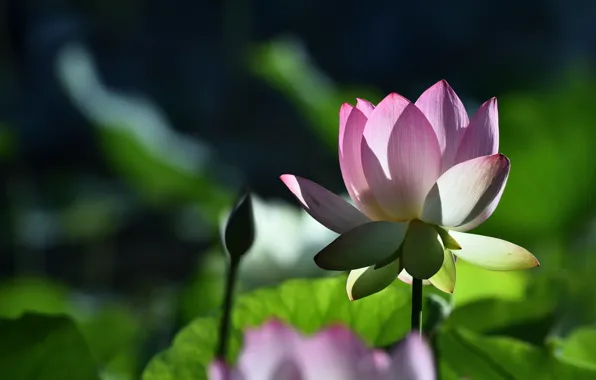 Picture leaves, light, flowers, Lotus, pink, buds, bokeh
