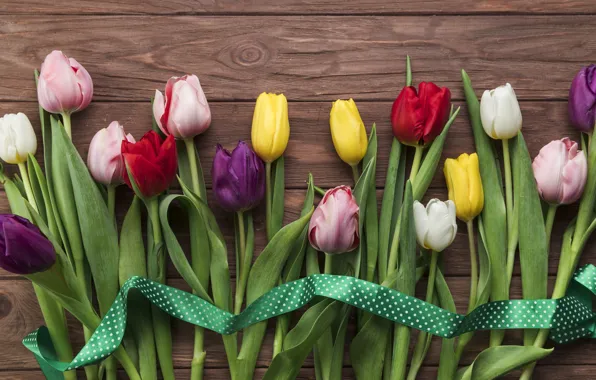 Flowers, colorful, tulips, flowers, beautiful, tulips, spring, multicolored