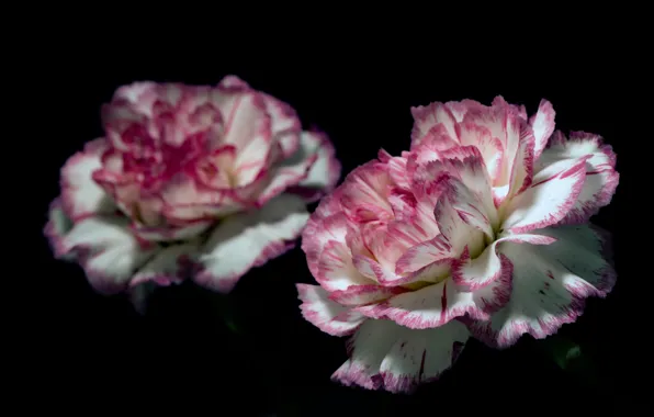 Picture flowers, background, clove