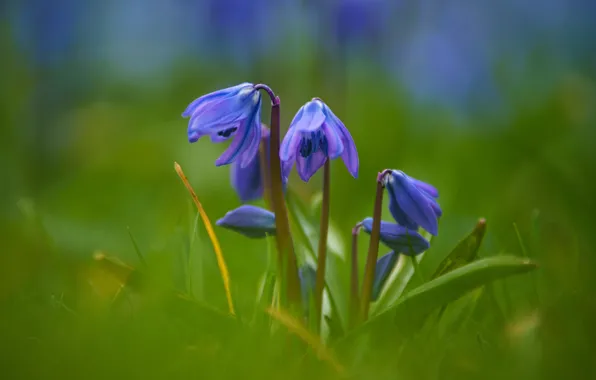Greens, leaves, flowers, blue, blue, blur, spring, Scilla