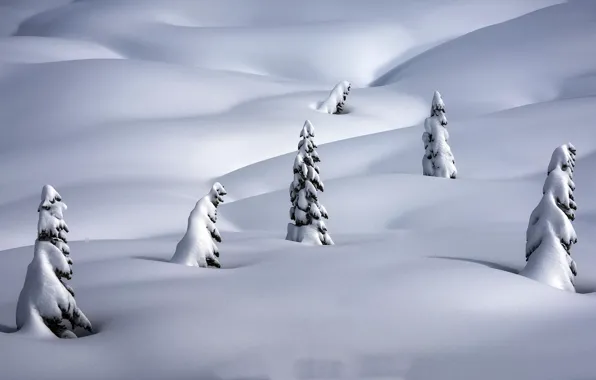 Picture winter, snow, nature