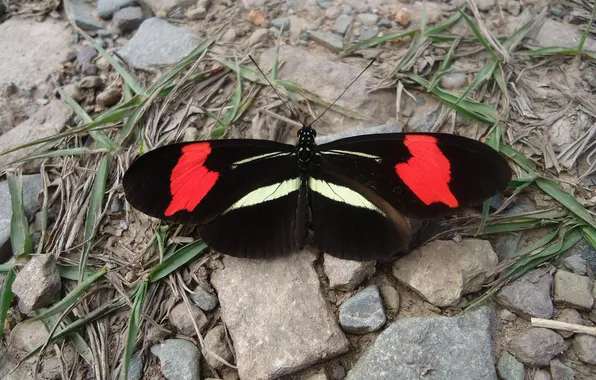 Grass, microsemi, wings, Butterfly, insect, beautiful, stones, closeup