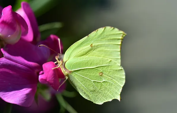 Flower, macro, wings, Butterfly, beautiful, closeup