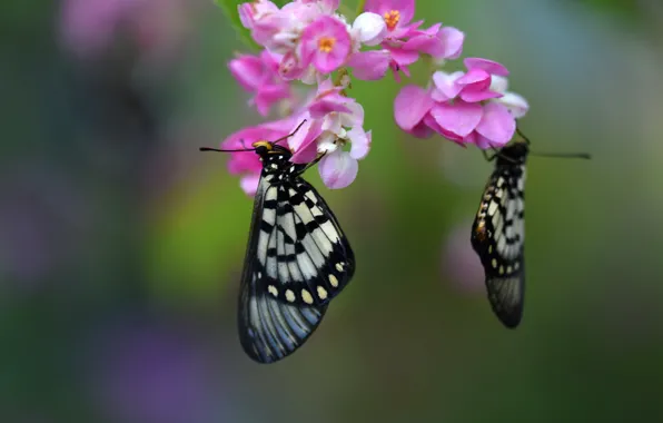 Macro, butterfly, flowers, background, pair