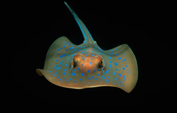Sea, eyes, the ocean, a blue-spotted Stingray