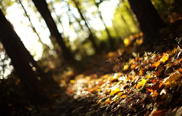 Autumn, forest, grass, leaves, light, trees, nature, focus