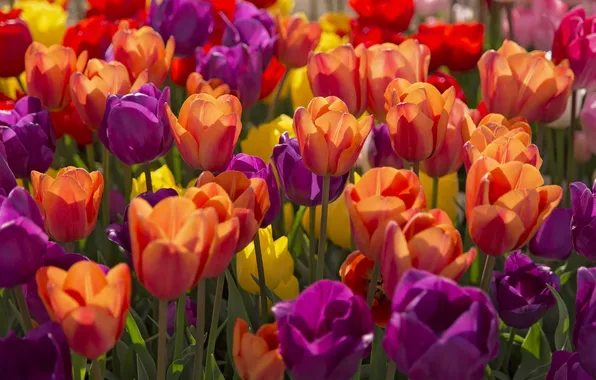 Yellow, red, bright, spring, tulips, purple