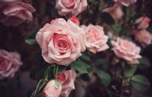 Picture roses, Pink rose, artificial flower