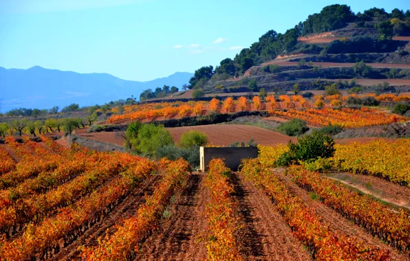 Mountains, field, Spain, plantation, Catalonia