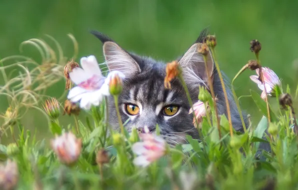 Cat, cat, look, flowers, pose, grey, face, green background